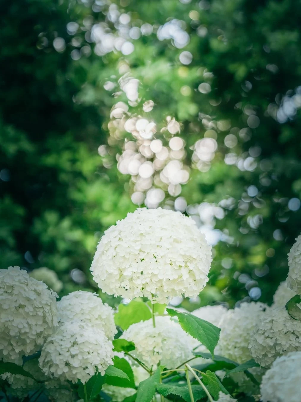 白いアナベル(アジサイ)の大きな花がクローズアップで写っています