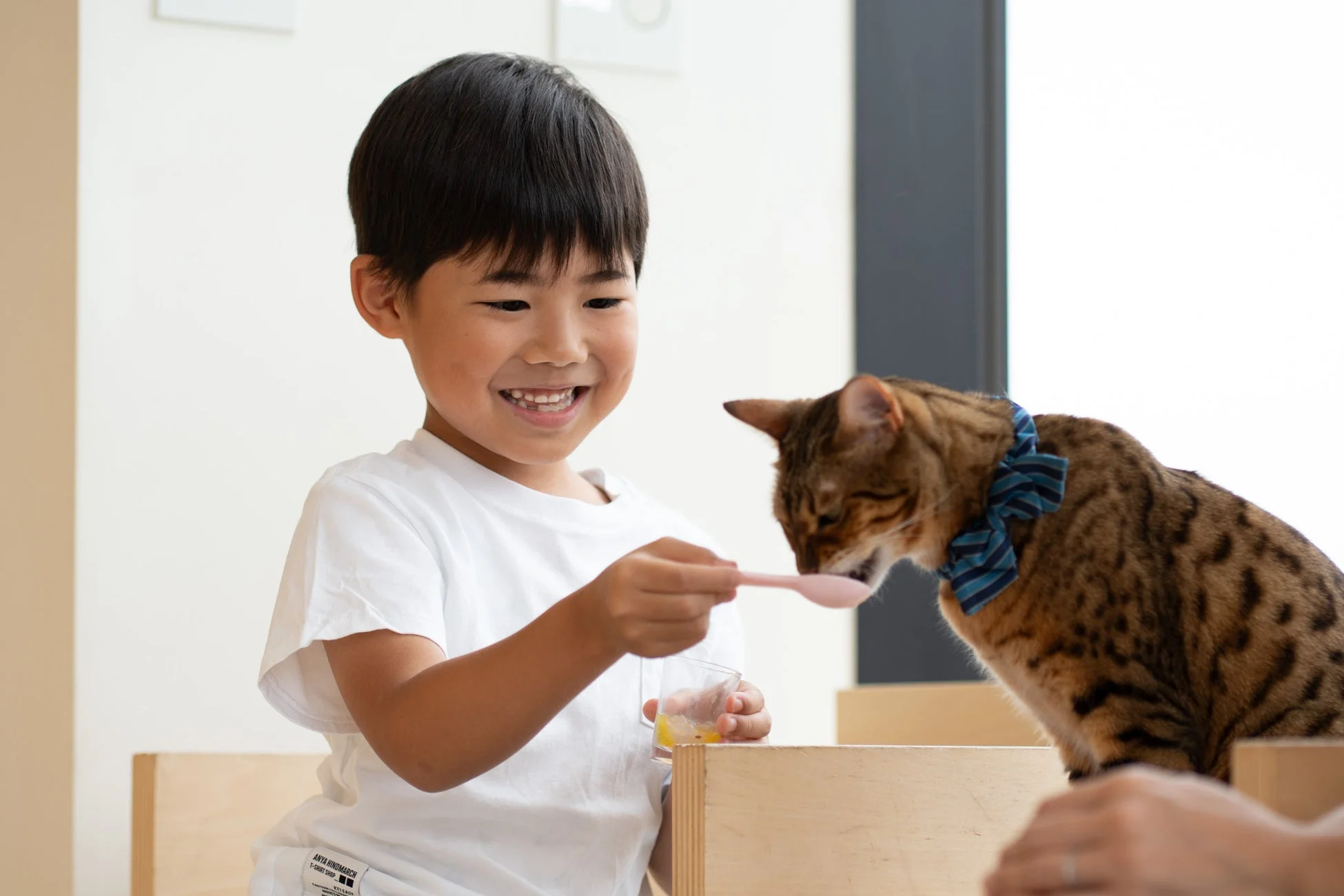 少年が猫に餌を与える様子