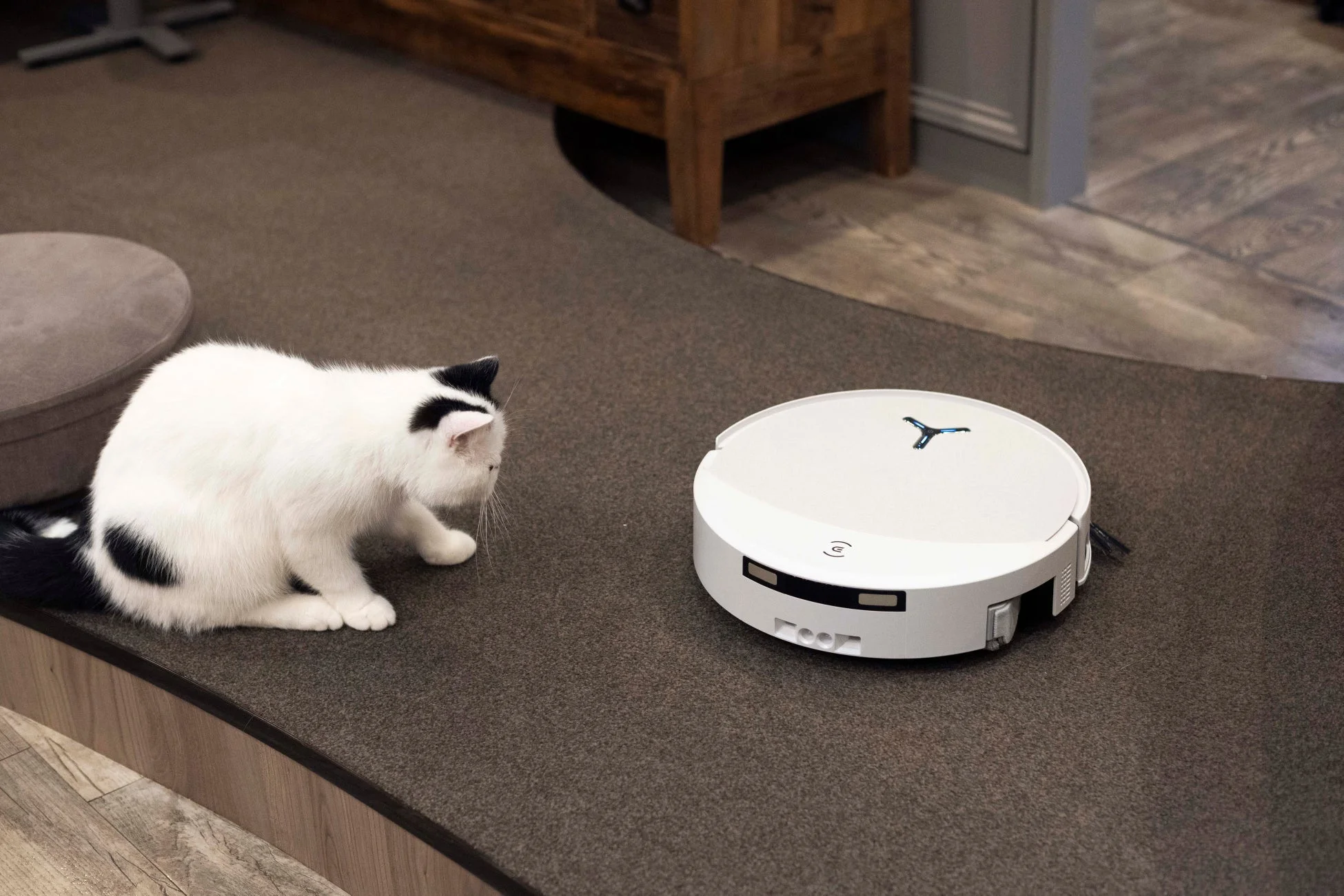猫がロボット掃除機を見る