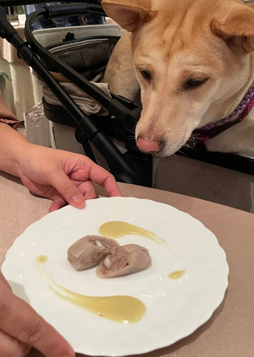 ペットカートに乗った薄茶色の犬が、目の前に差し出された白い皿の上の料理を興味深そうに見つめている様子