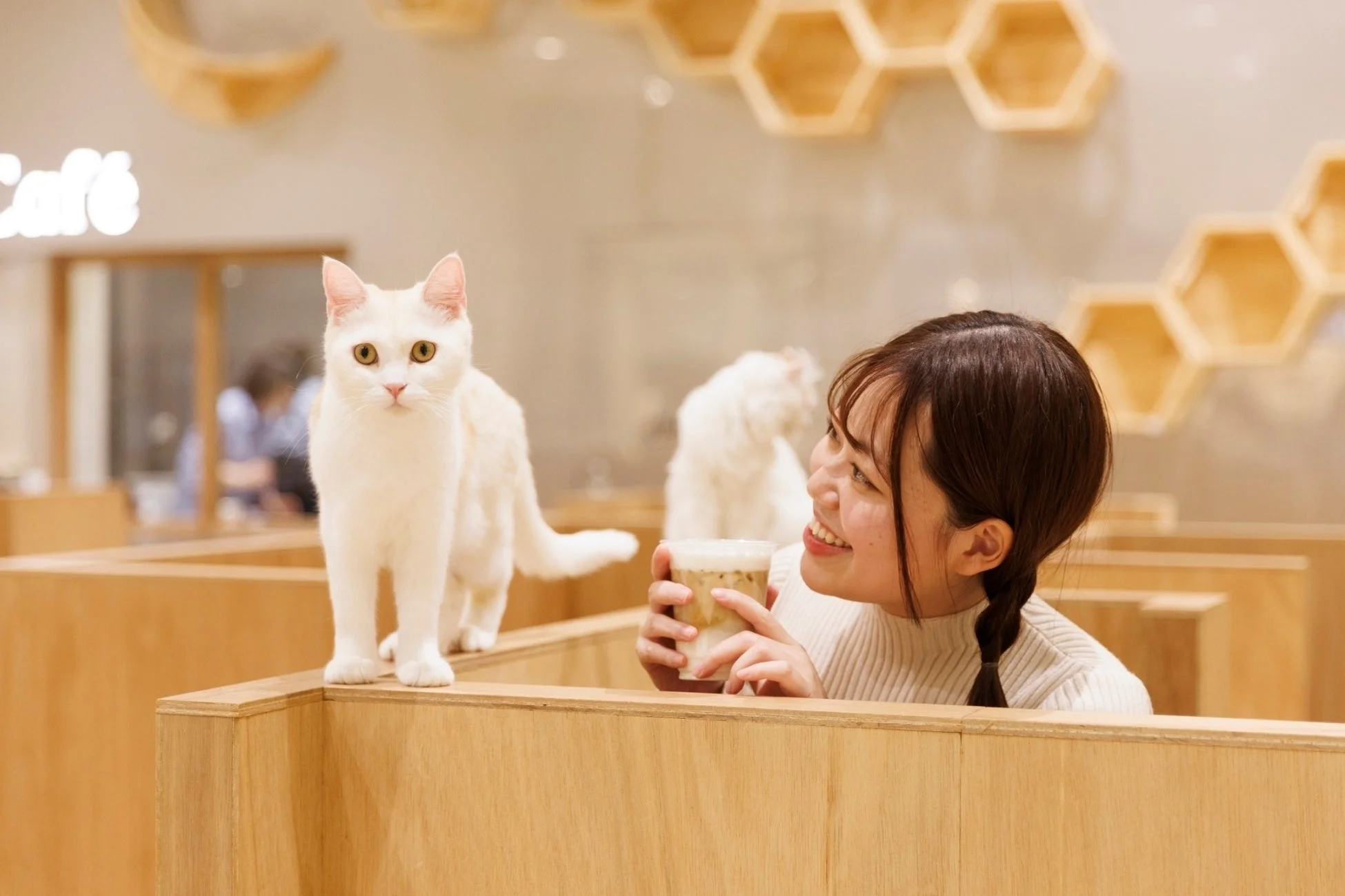 女性が猫と触れ合う様子