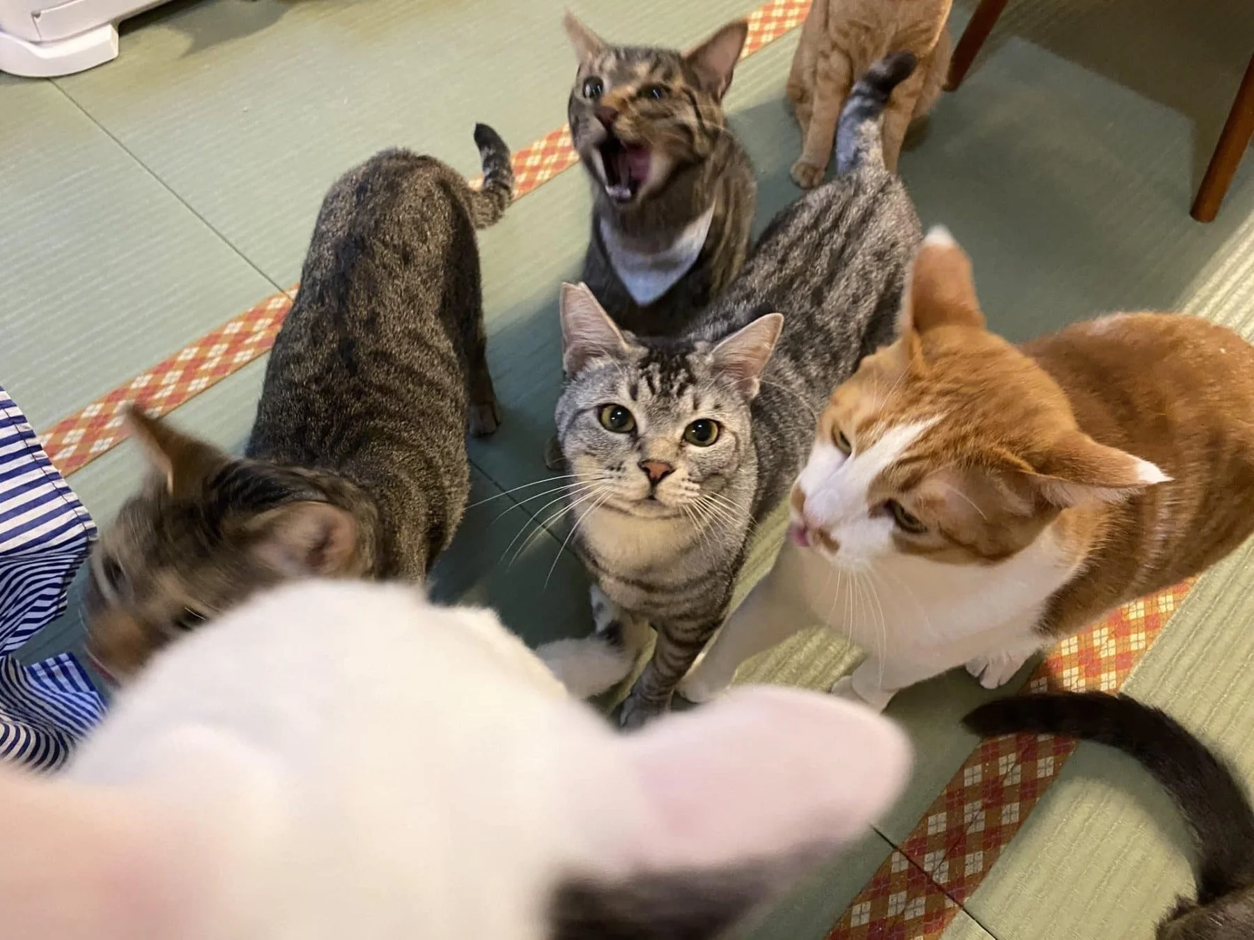 畳の上でくつろぐ猫たち