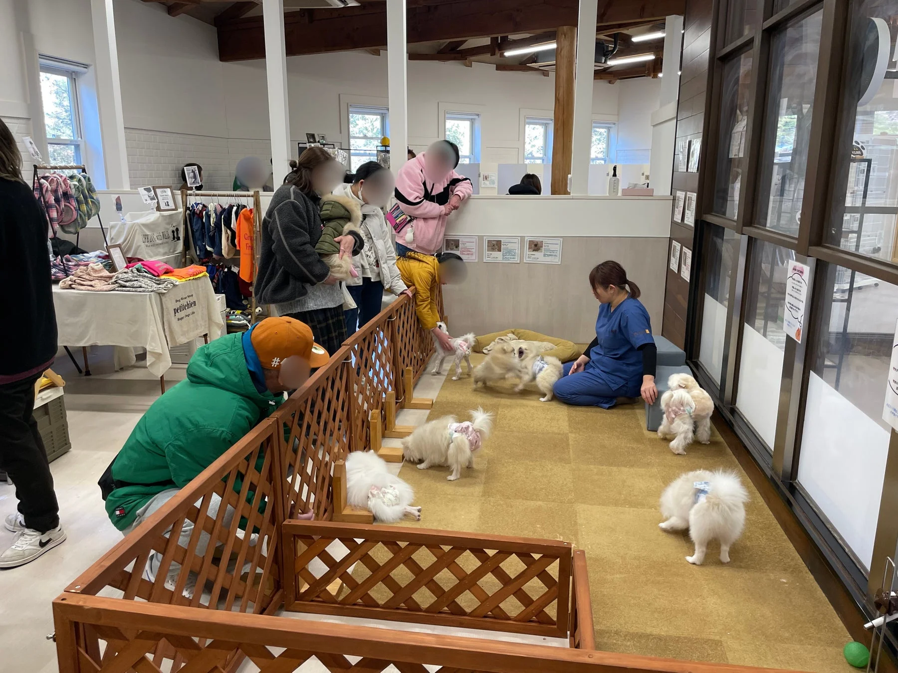 室内で複数の白い小型犬が遊んでおり、人々がそれを見守っている様子