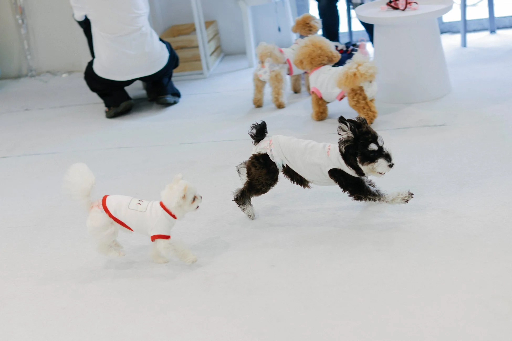 犬が遊ぶ様子