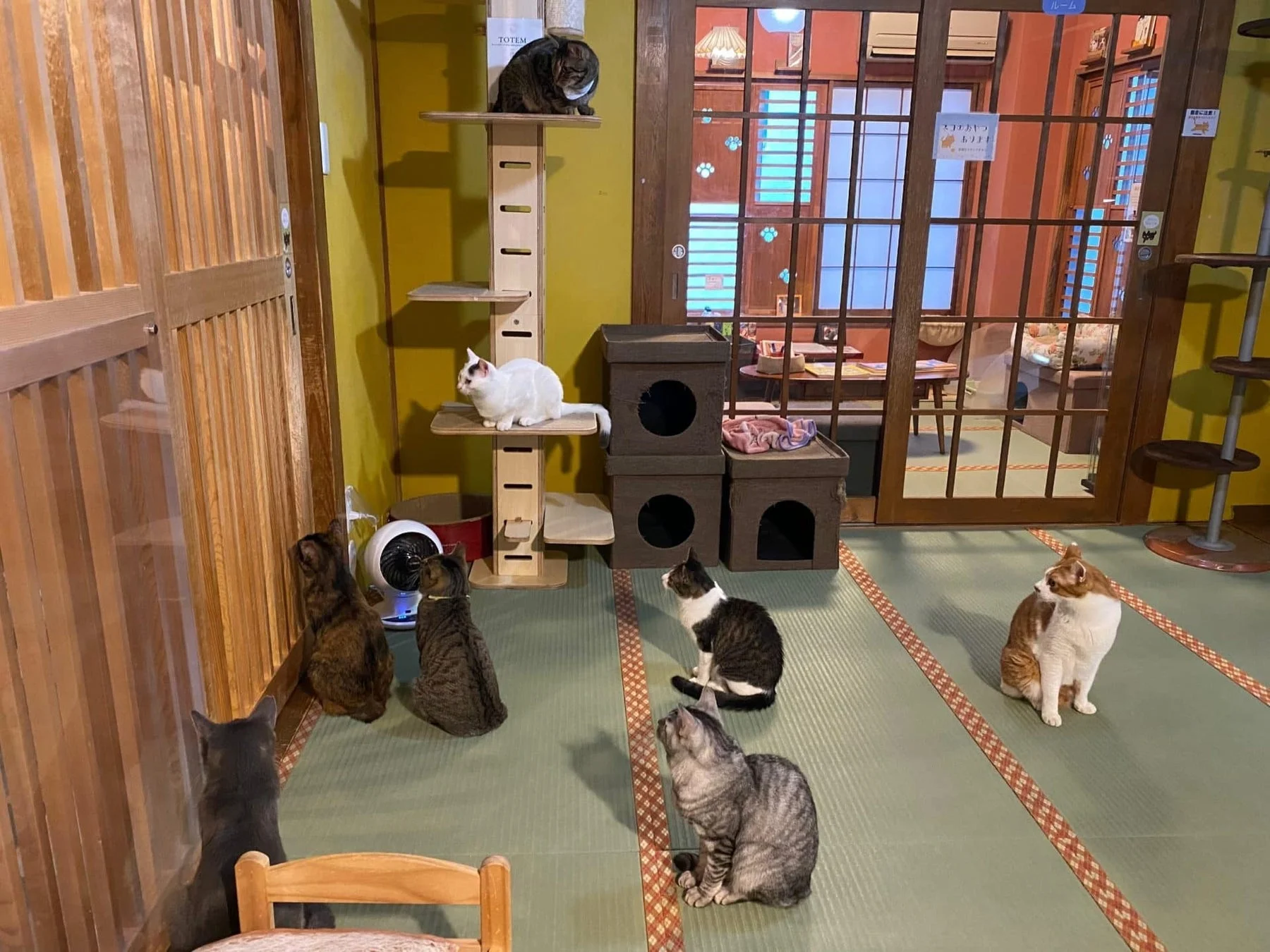 猫たちがくつろぐ和室風の空間