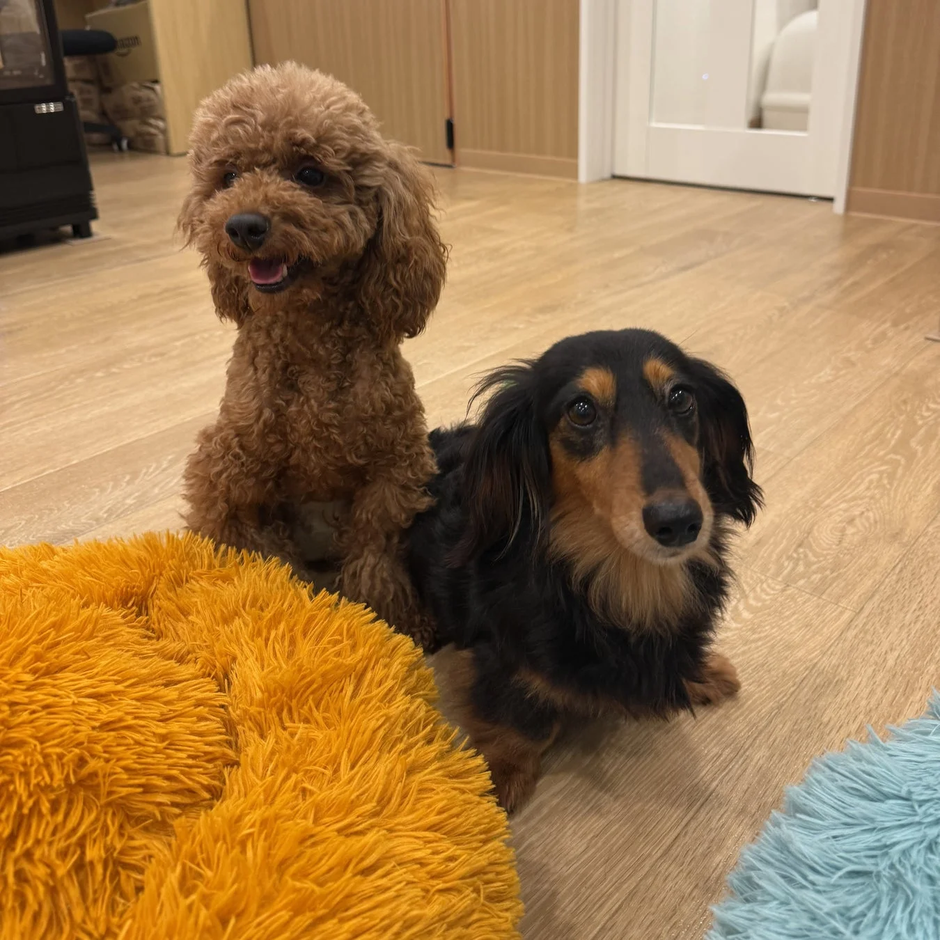 犬たち