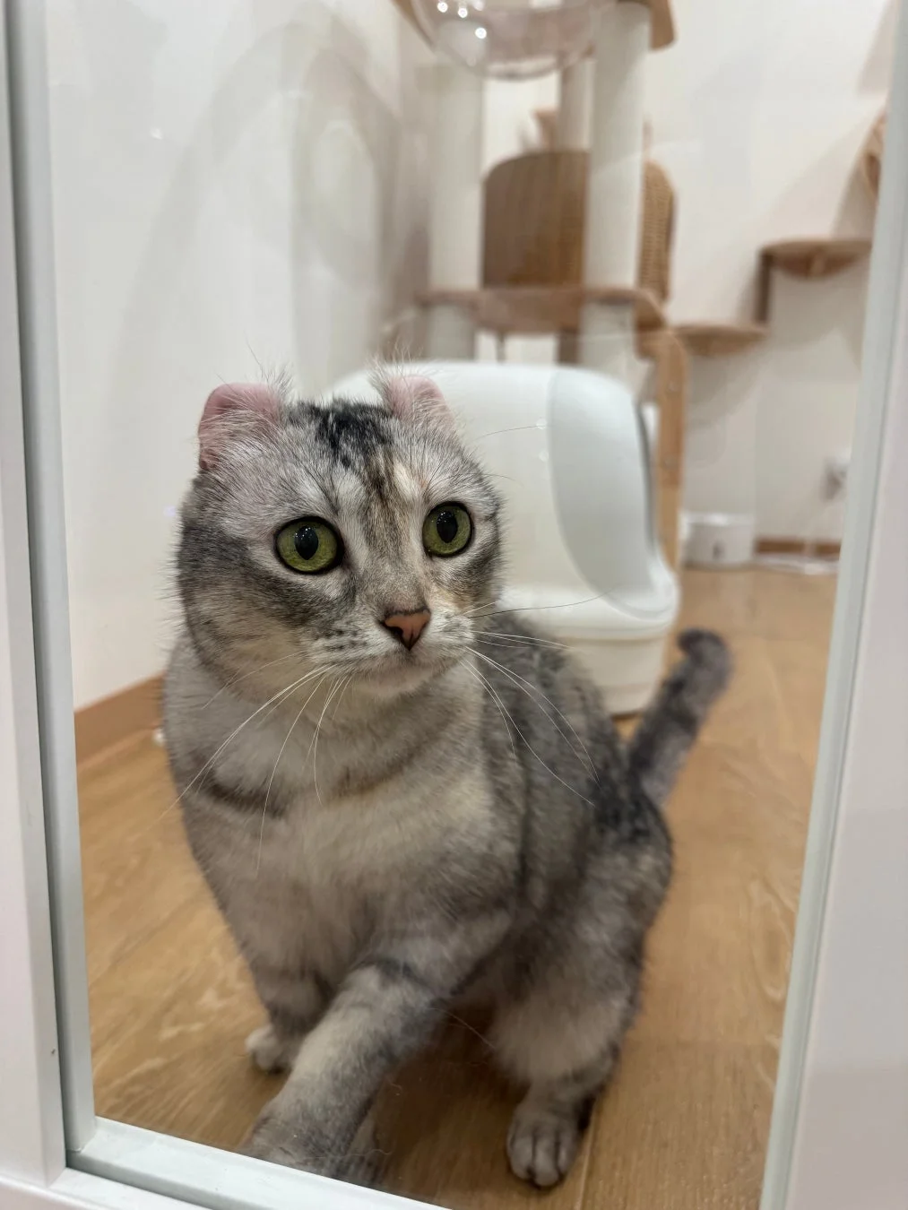 猫エリアのアメリカンカール