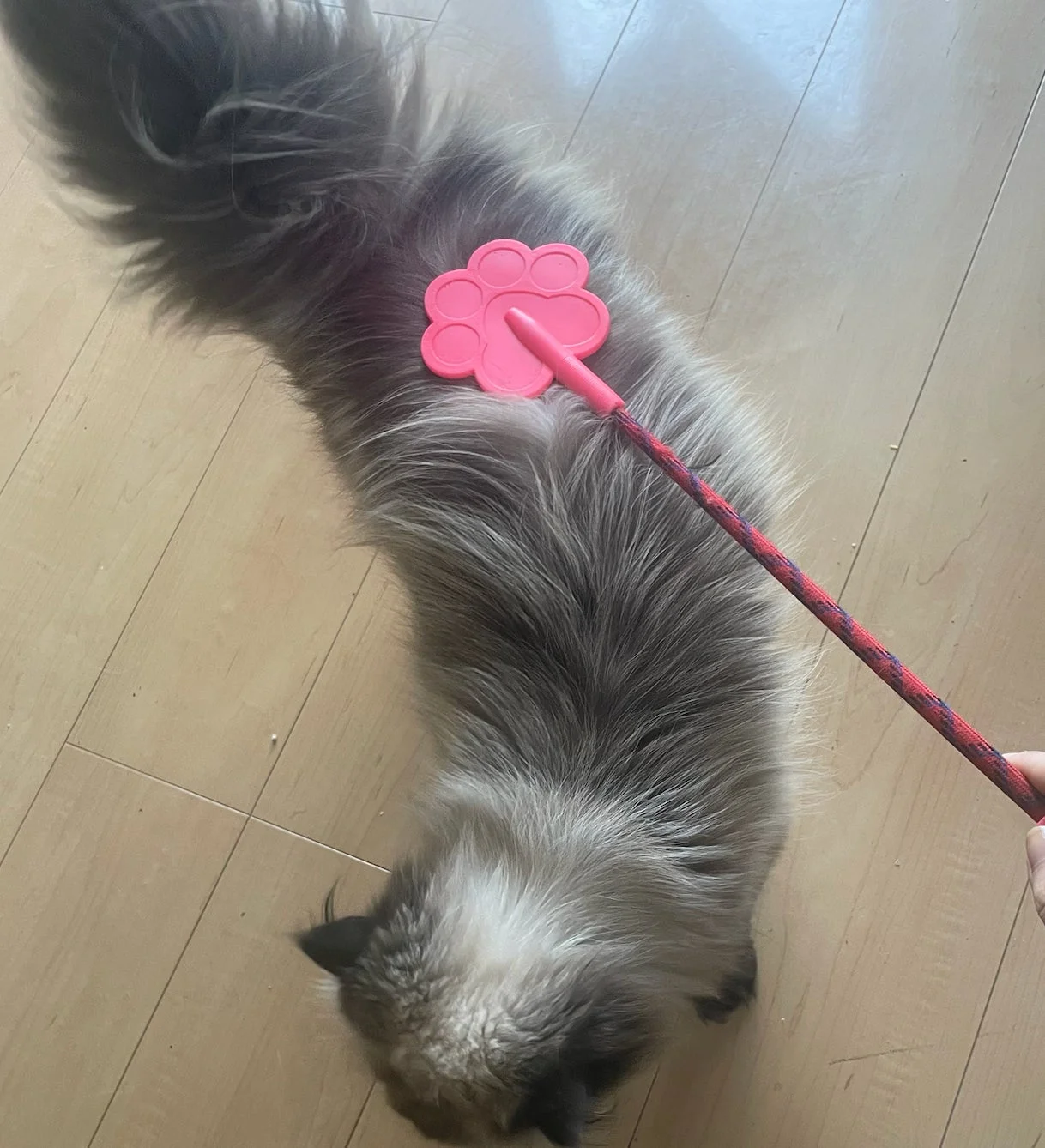 猫をブラッシングしている写真
