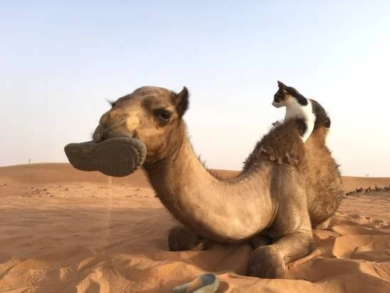 砂漠で猫70匹と暮らす