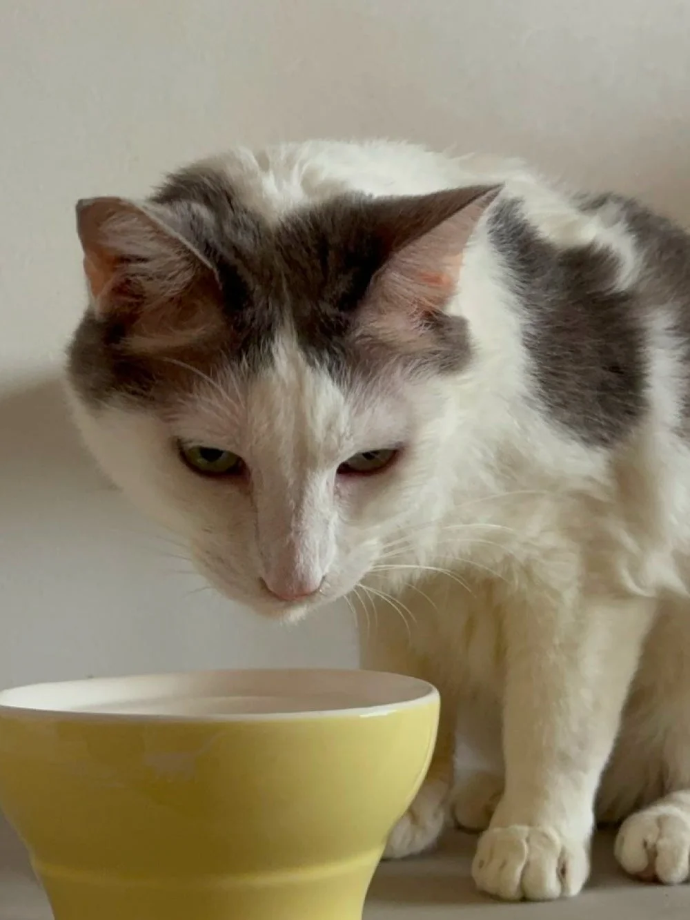 ボウルを見つめる猫