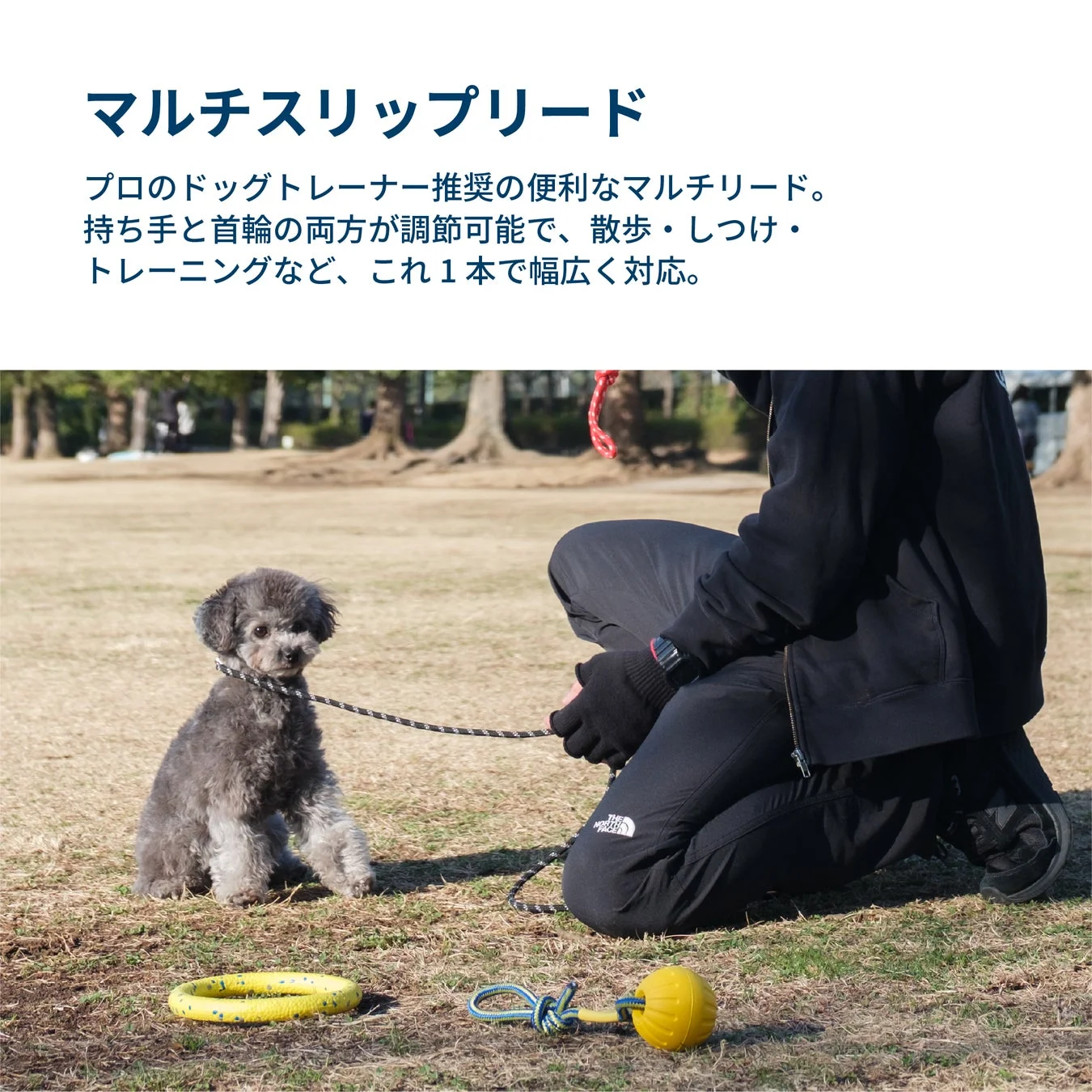 公園でマルチスリップリードを使って犬を訓練する様子