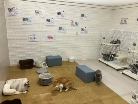 複数の猫がくつろぐ屋内空間