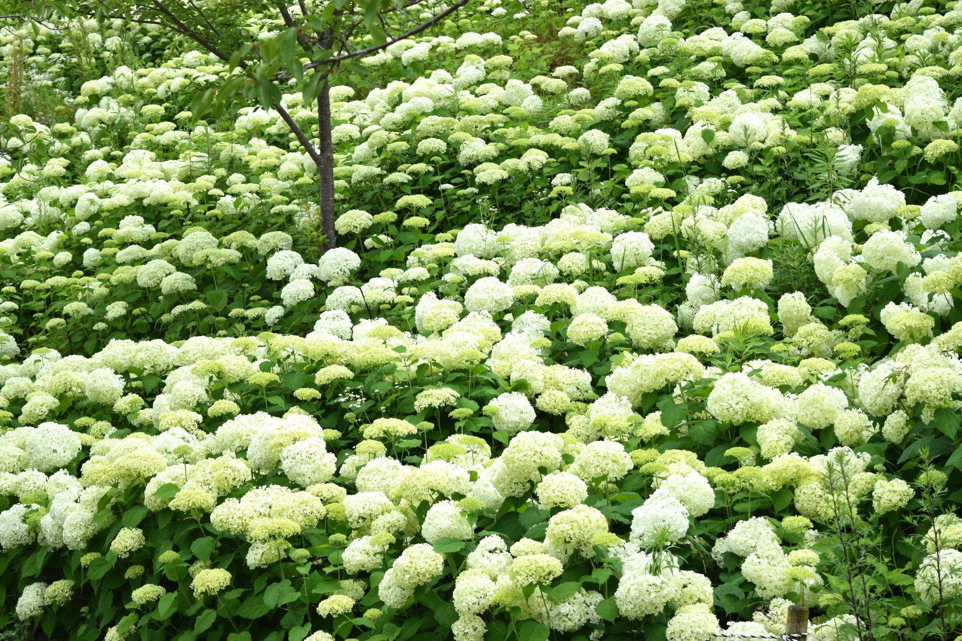 白いアナベルアジサイが広範囲にわたって満開に咲き誇る風景