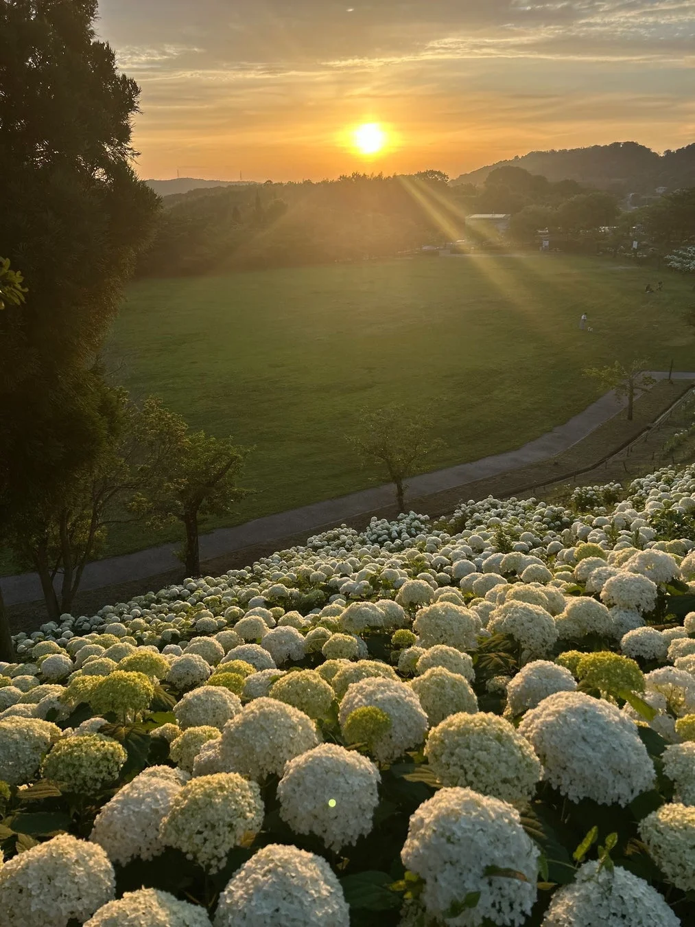 夕焼け空の下、白いアナベル紫陽花が咲き誇る広大な花畑と、緑豊かな公園が広がる美しい風景