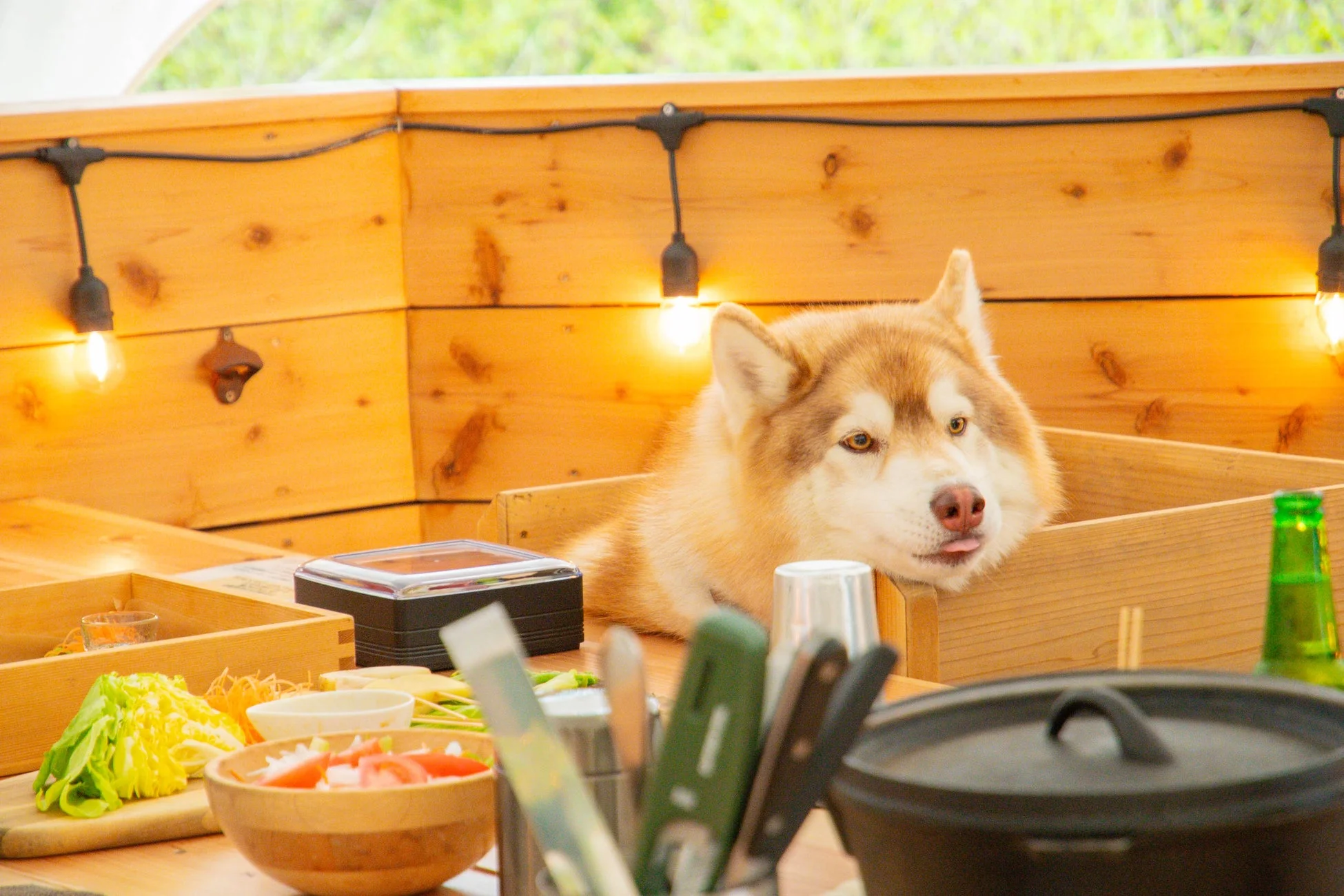 ウッドデッキのテーブルでリラックスする犬