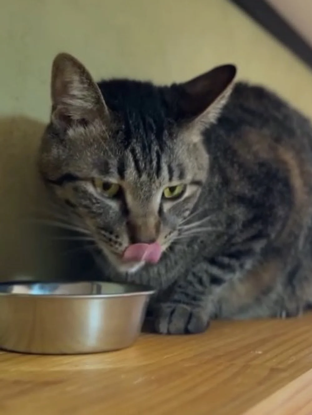 ごはんを舐める猫