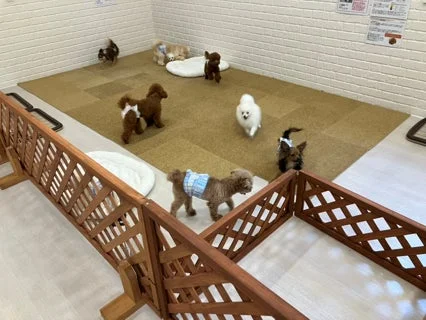 広々とした室内ドッグランで、複数の小型犬が自由に遊んでいる様子