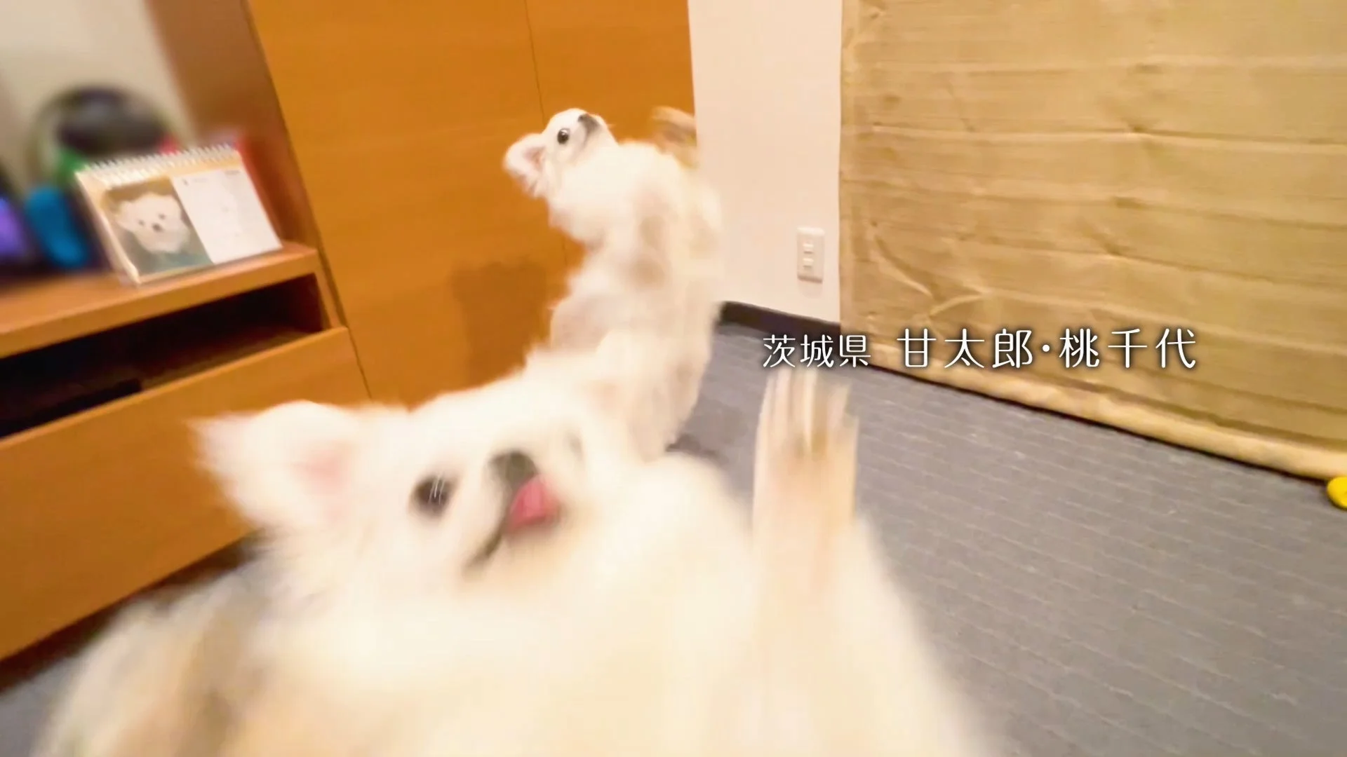 茨城県 甘太郎ちゃん・桃千代ちゃん