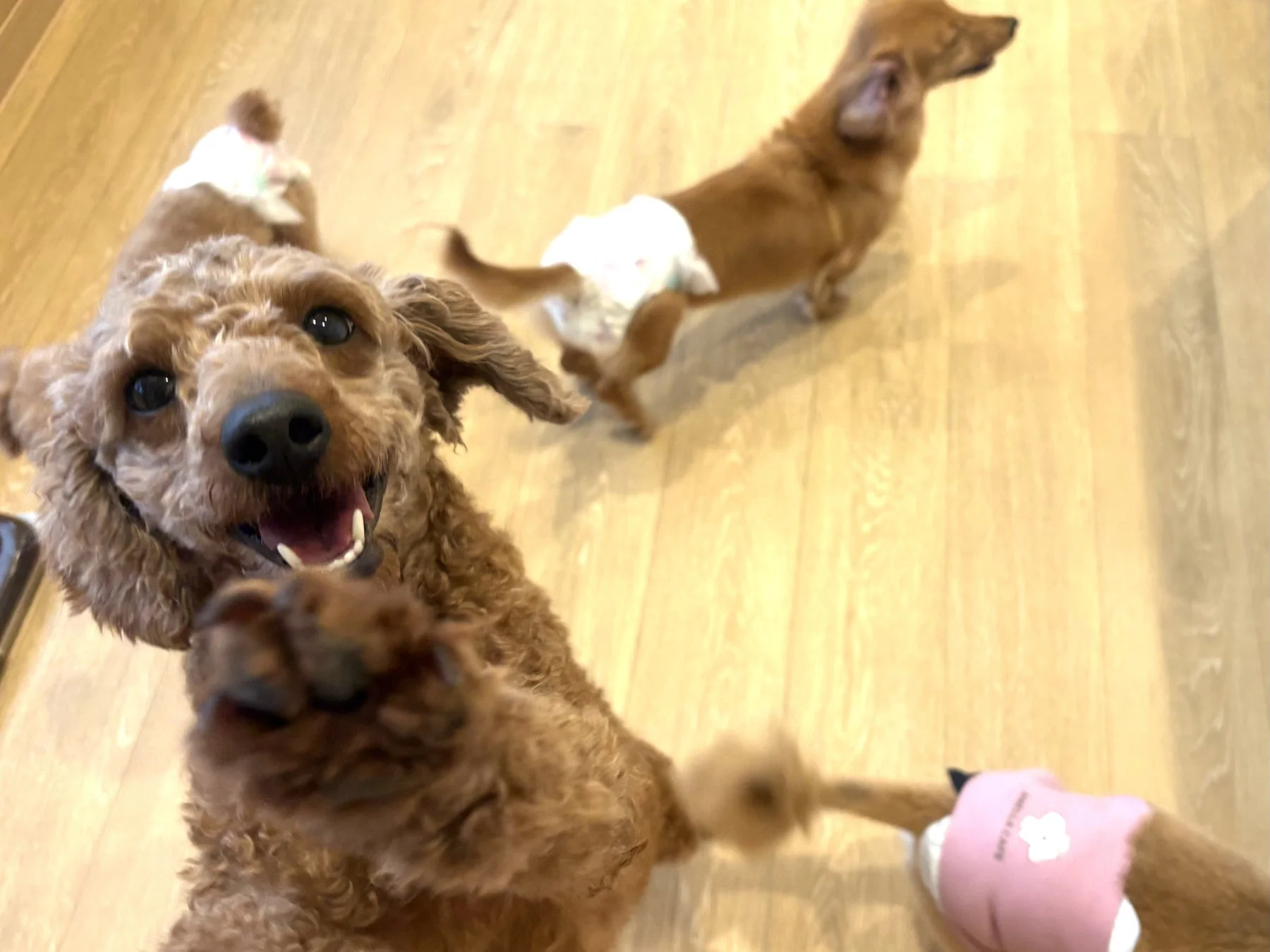 犬たちが遊ぶ様子