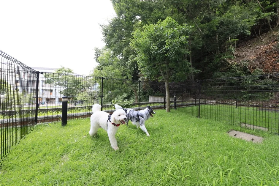 芝生のドッグランで犬が遊んでいる様子