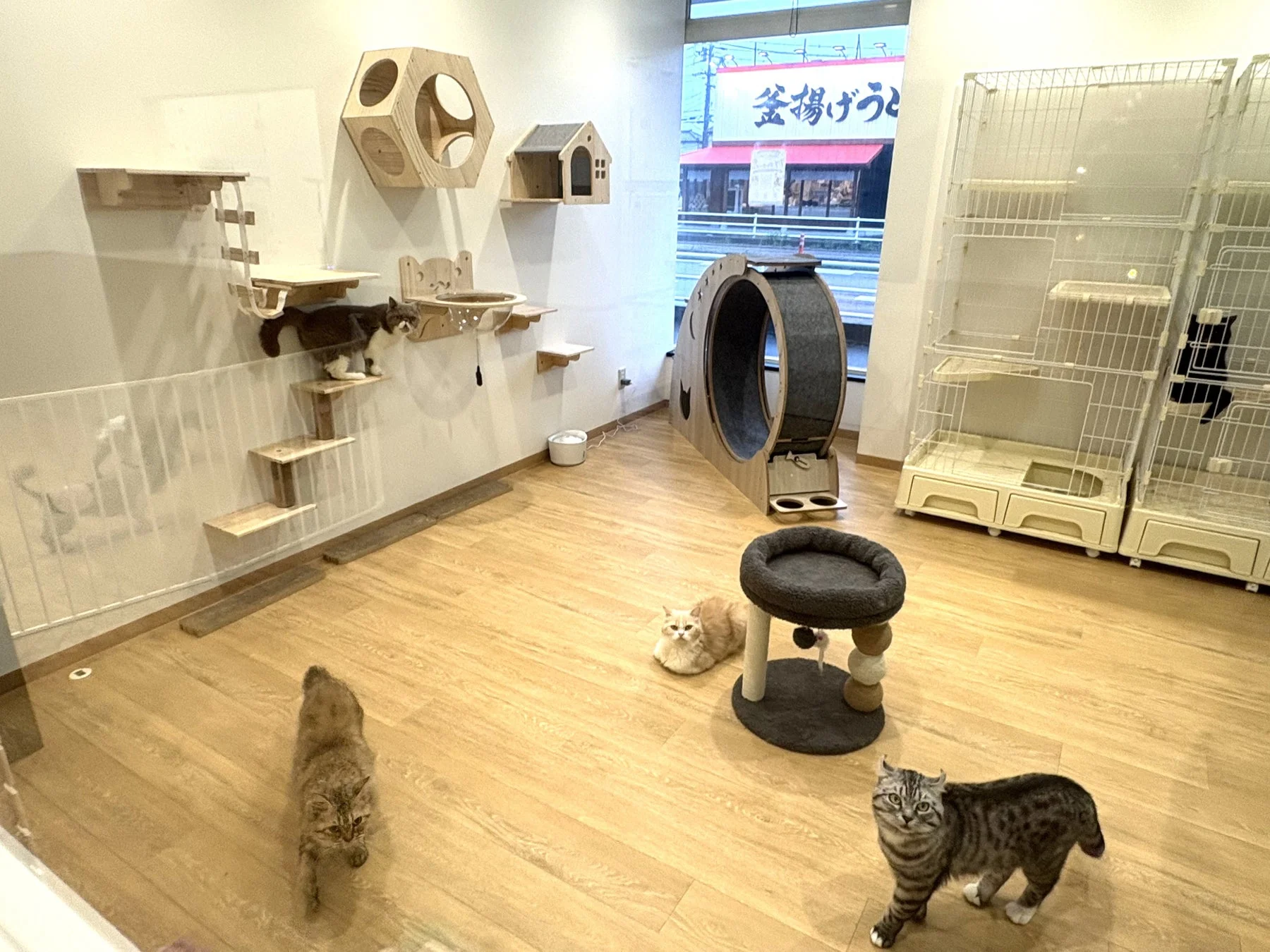 猫カフェのような室内空間