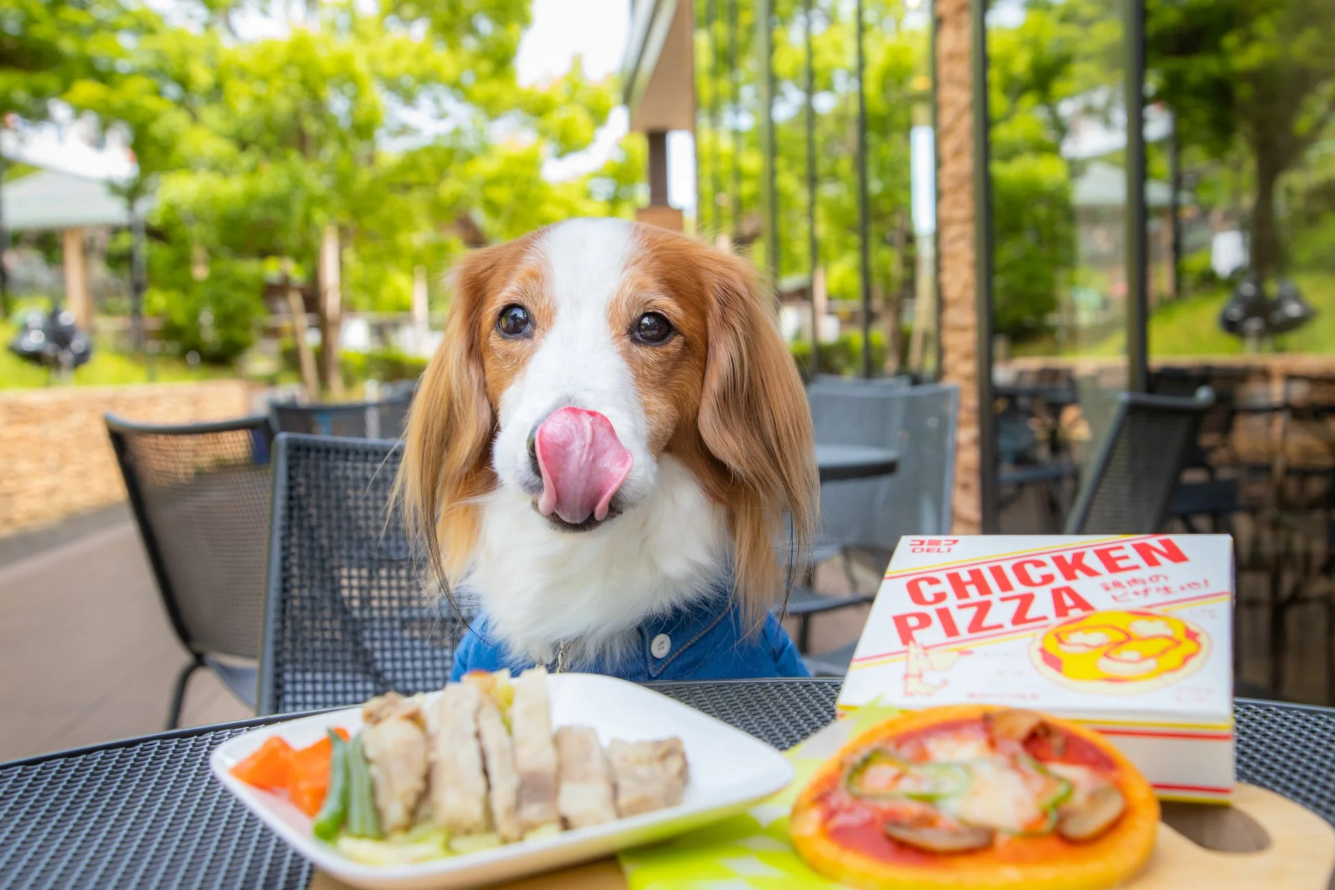 テラス席で食事をする犬
