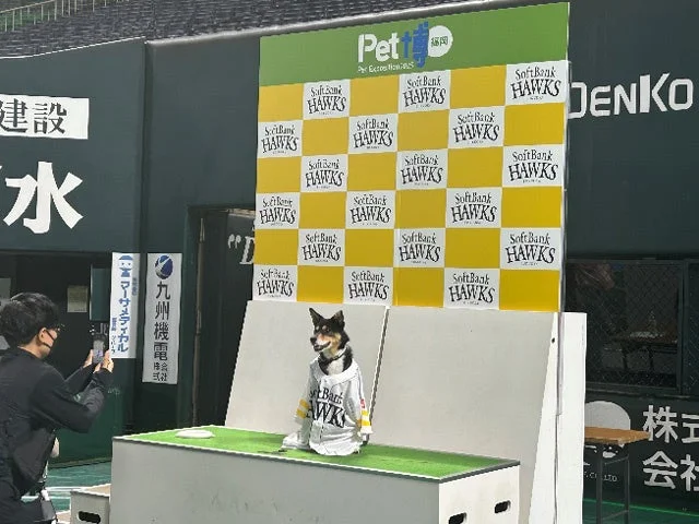 ホークスユニフォームを着た犬とスマートフォンで撮影する人
