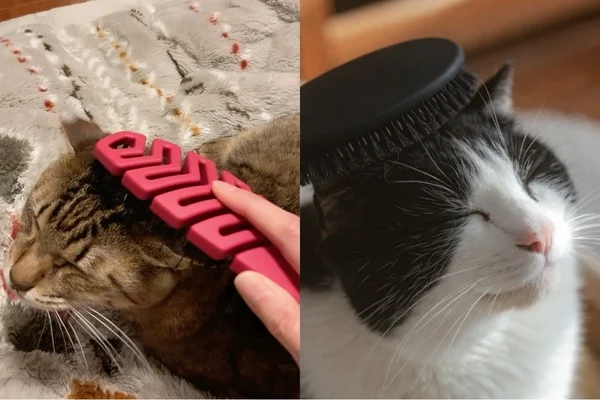 猫がブラッシングを楽しんでいる様子