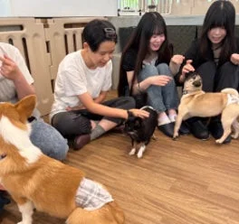 ドッグカフェで女性と犬が交流