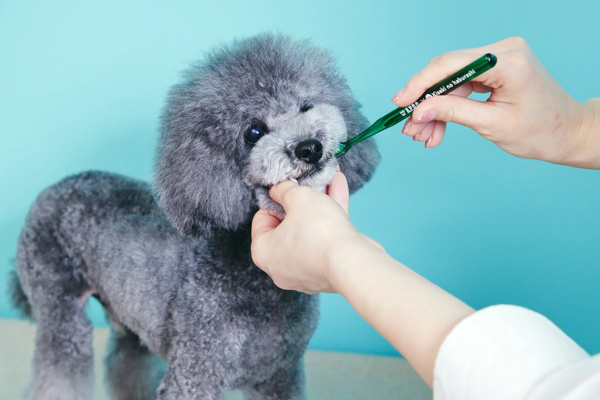 愛犬の歯磨きが今日から楽しくなるかも！大人気「犬用 奇跡の歯ブラシ」が本日7月1日より待望の再販スタート！