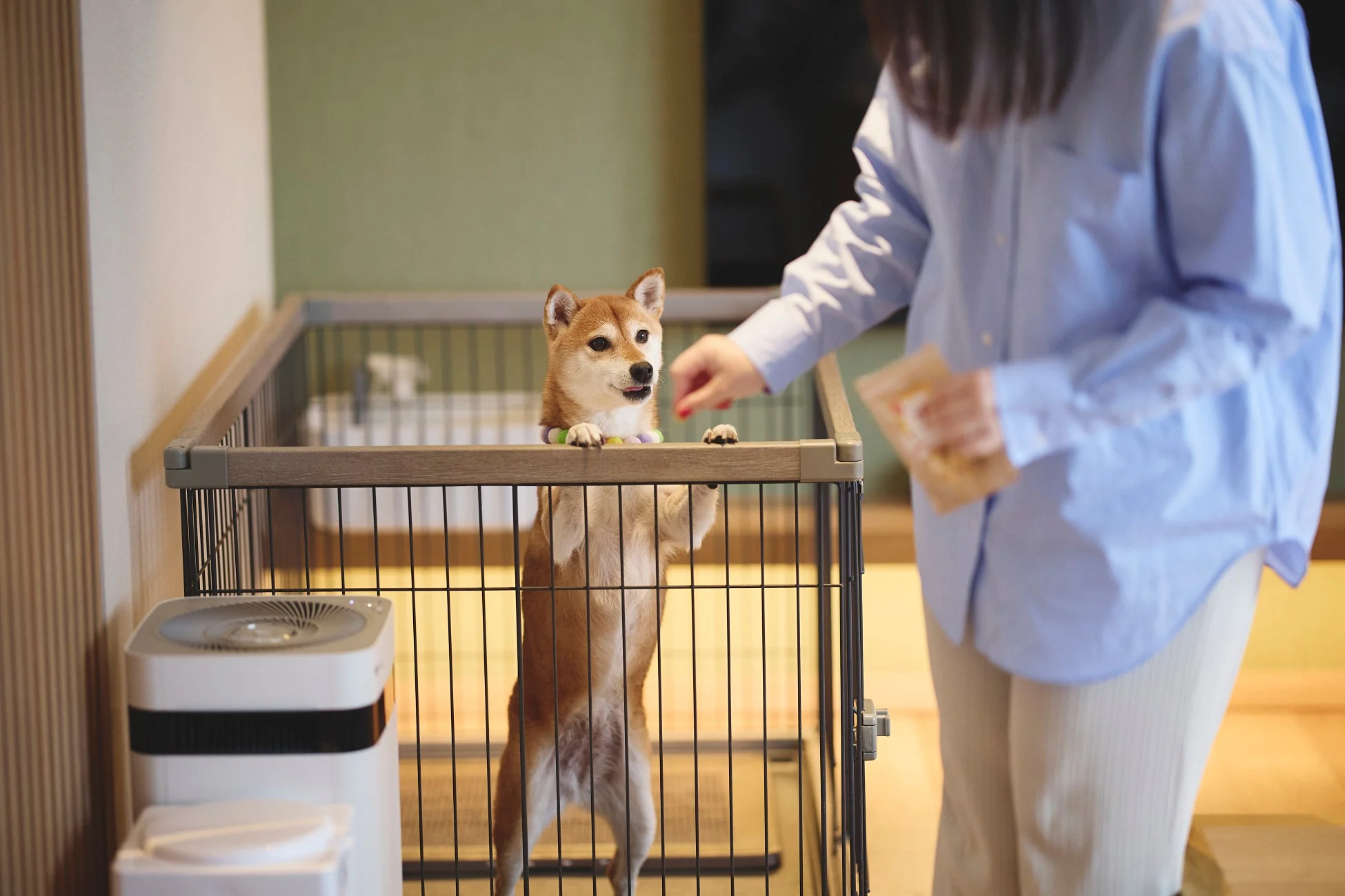 愛犬と一緒に特別な夜を！「洞爺湖 鶴雅リゾート 洸の謌」で叶える夢の部屋食プラン