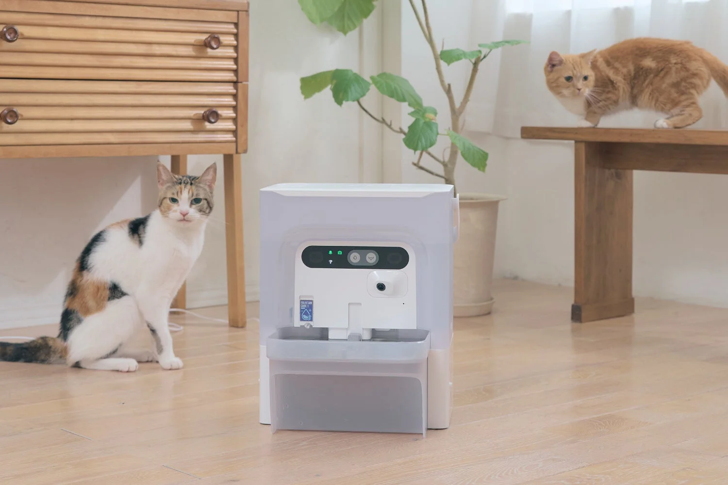 自動給水機と猫