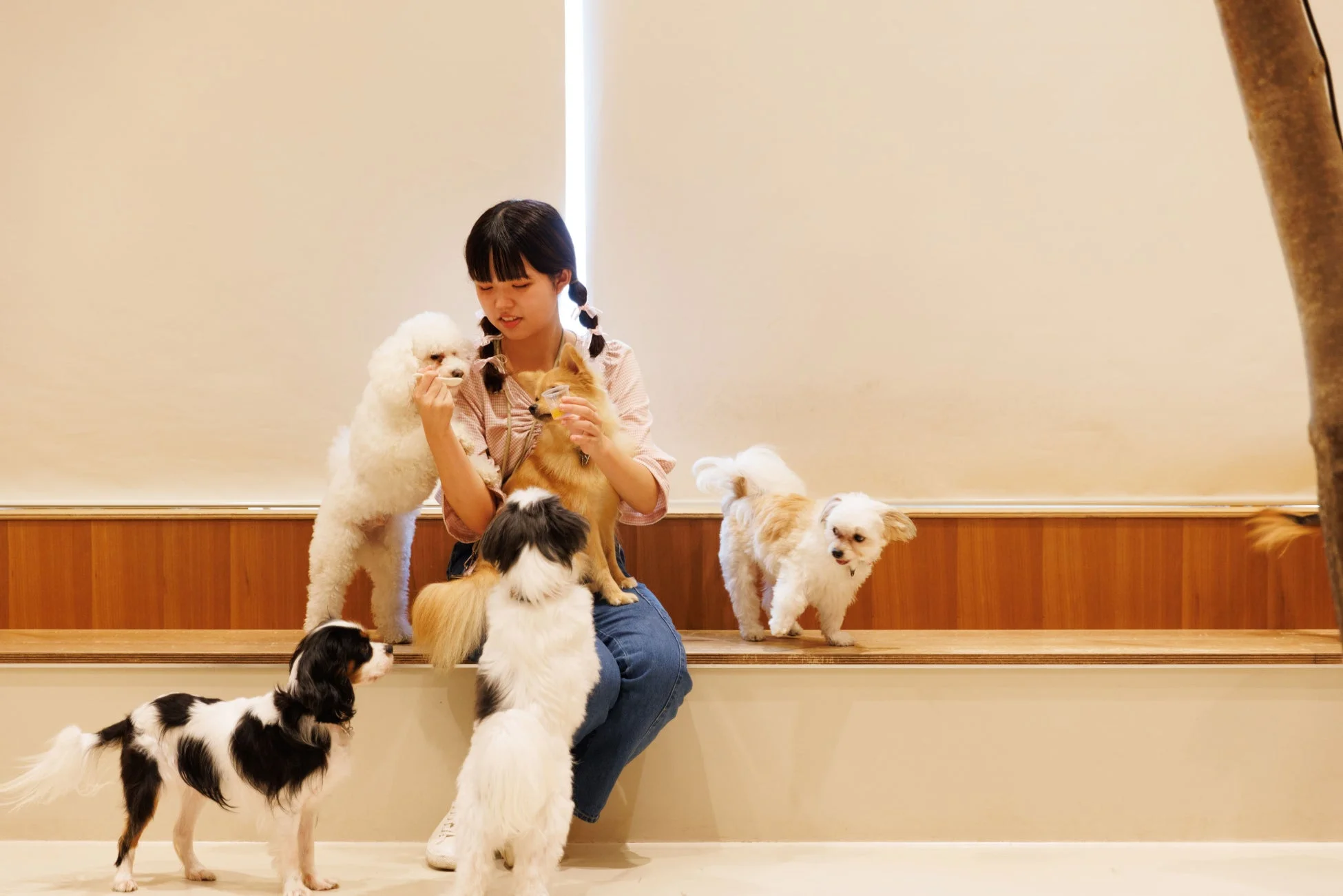 女性と複数の小型犬の触れ合い