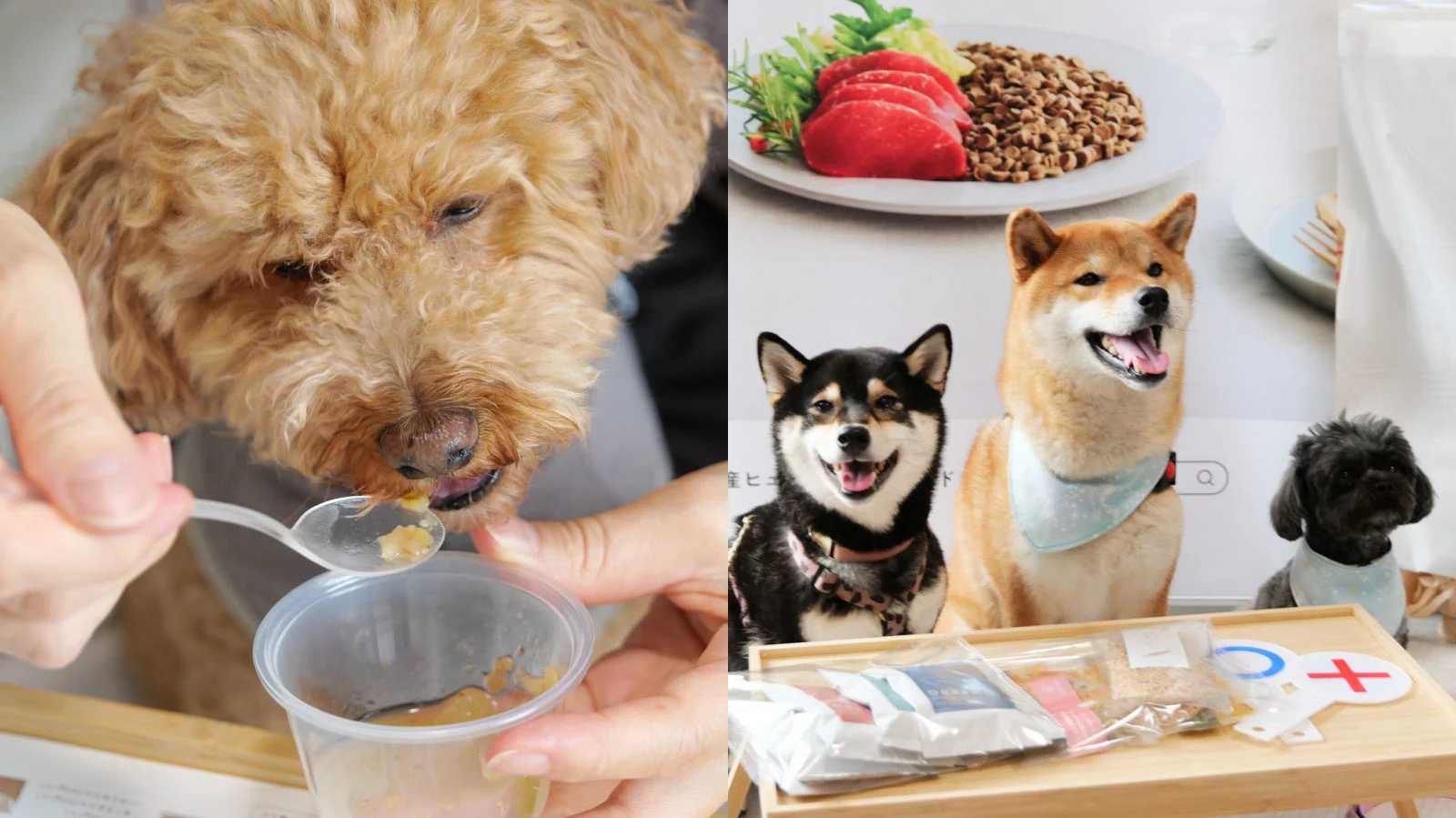 犬にスプーンで食事を与えている様子