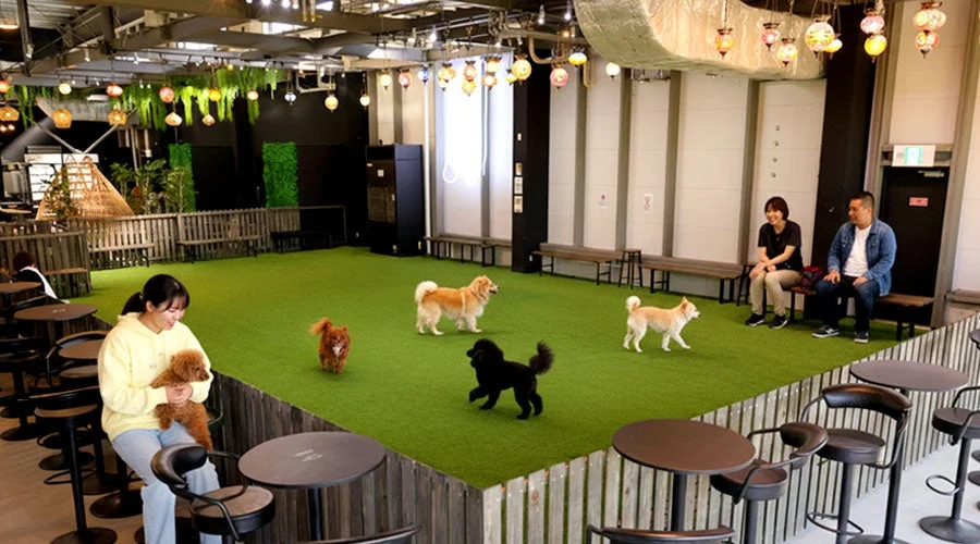 屋内ドッグランやペットカフェのような施設で、数匹の犬が人工芝の上で遊んでいます。人々はテーブル席やベンチでくつろぎ、愛犬との時間を楽しんでいる様子です。天井の装飾もおしゃれで、リラックスできる空間です。
