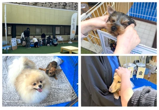 犬や人々が交流する様子