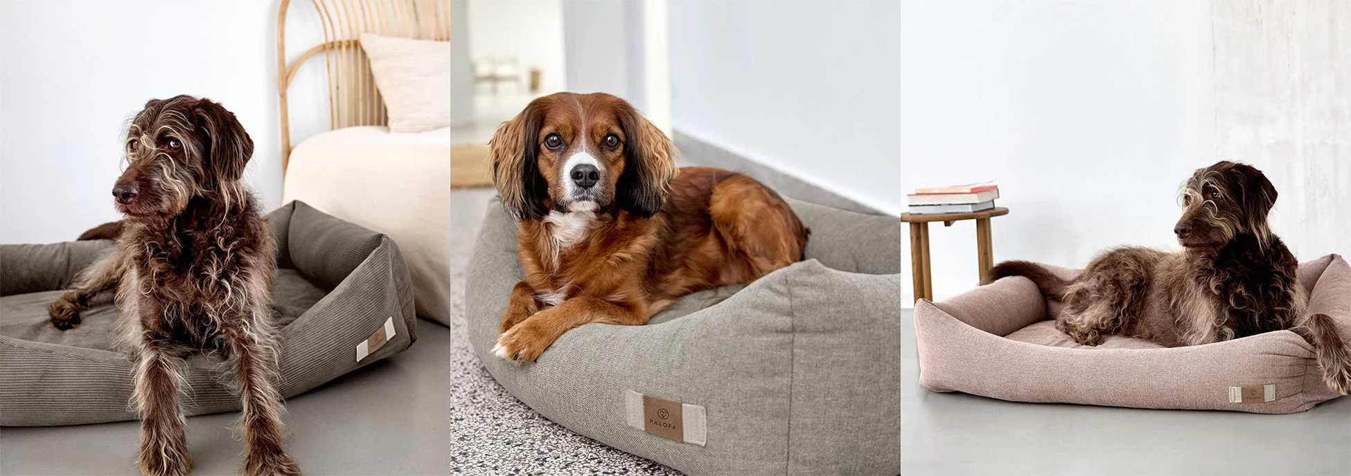 3匹の犬がPALOPAのベッドでくつろぐ