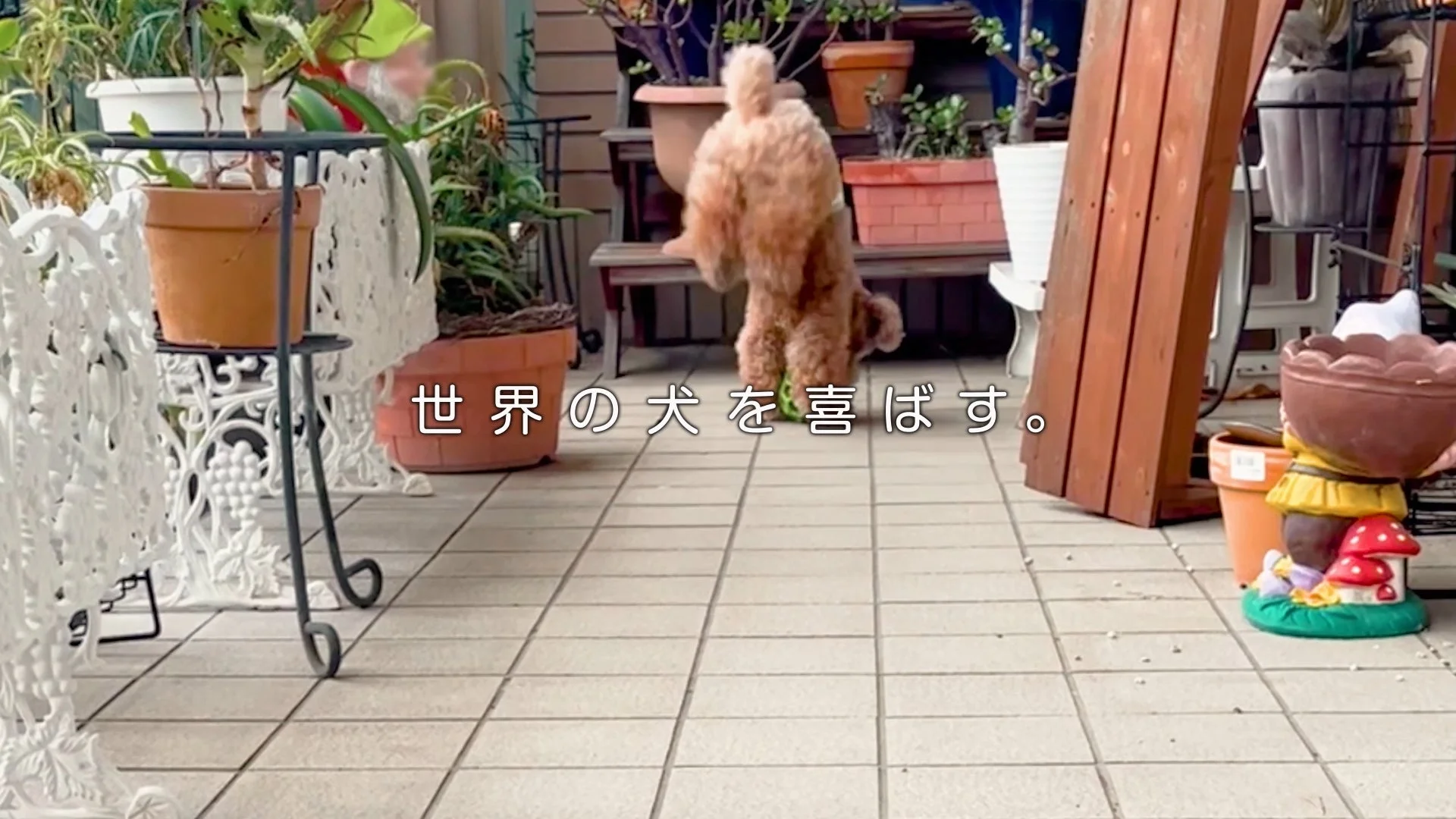 世界の犬を喜ばす。