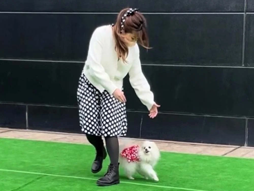 人工芝で女性と触れ合うポメラニアン