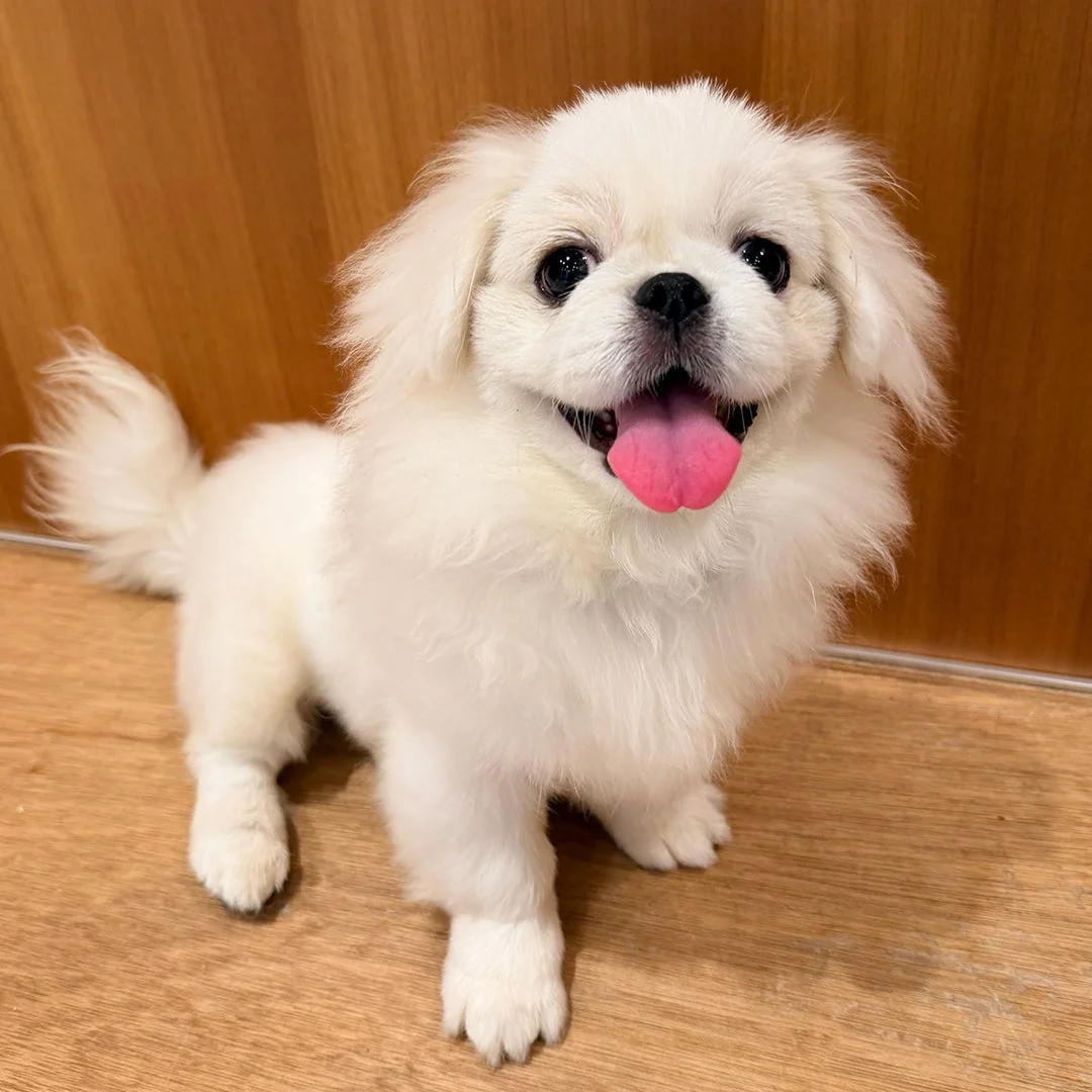 ペキニーズのポム