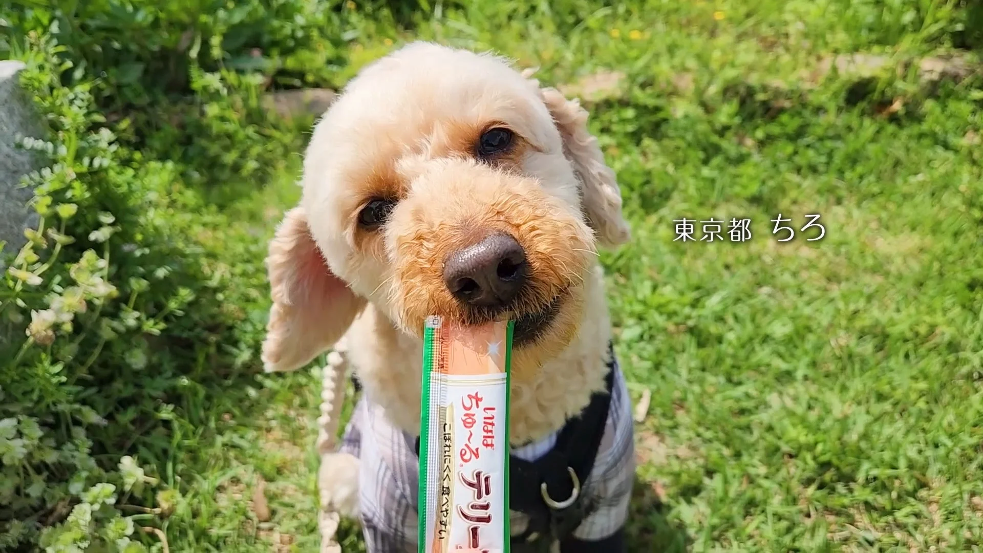 東京都 ちろちゃん