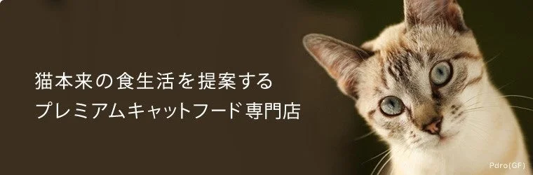 可愛らしい猫の顔