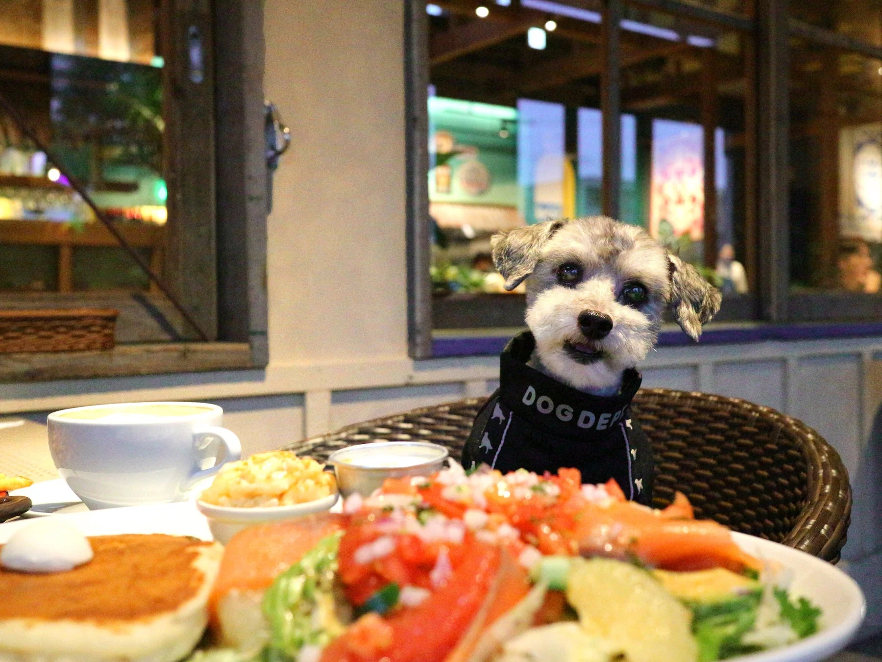 カフェのテラス席で食事をする犬の様子
