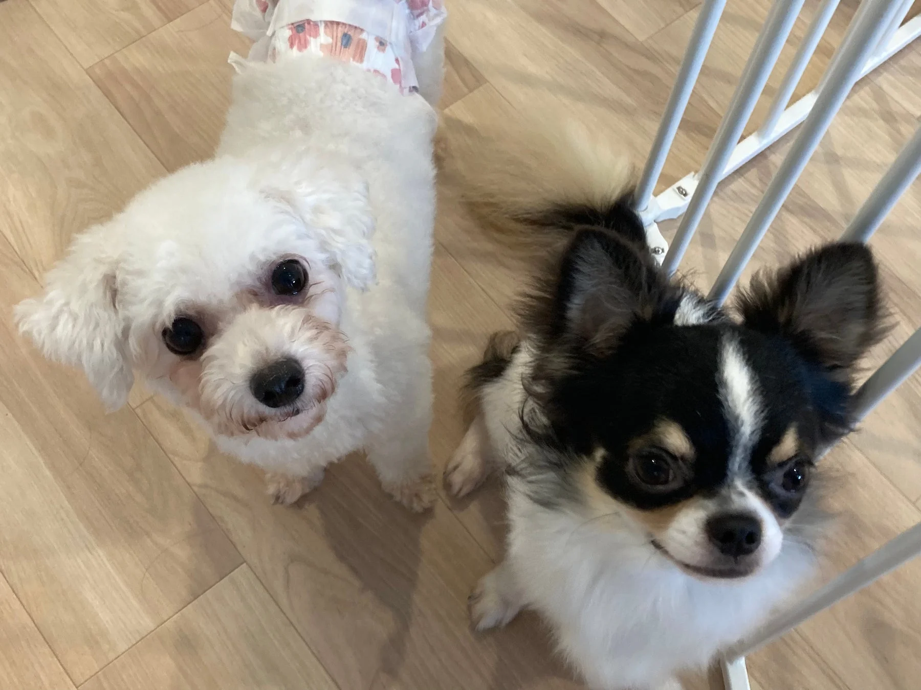 フローリングの犬たち