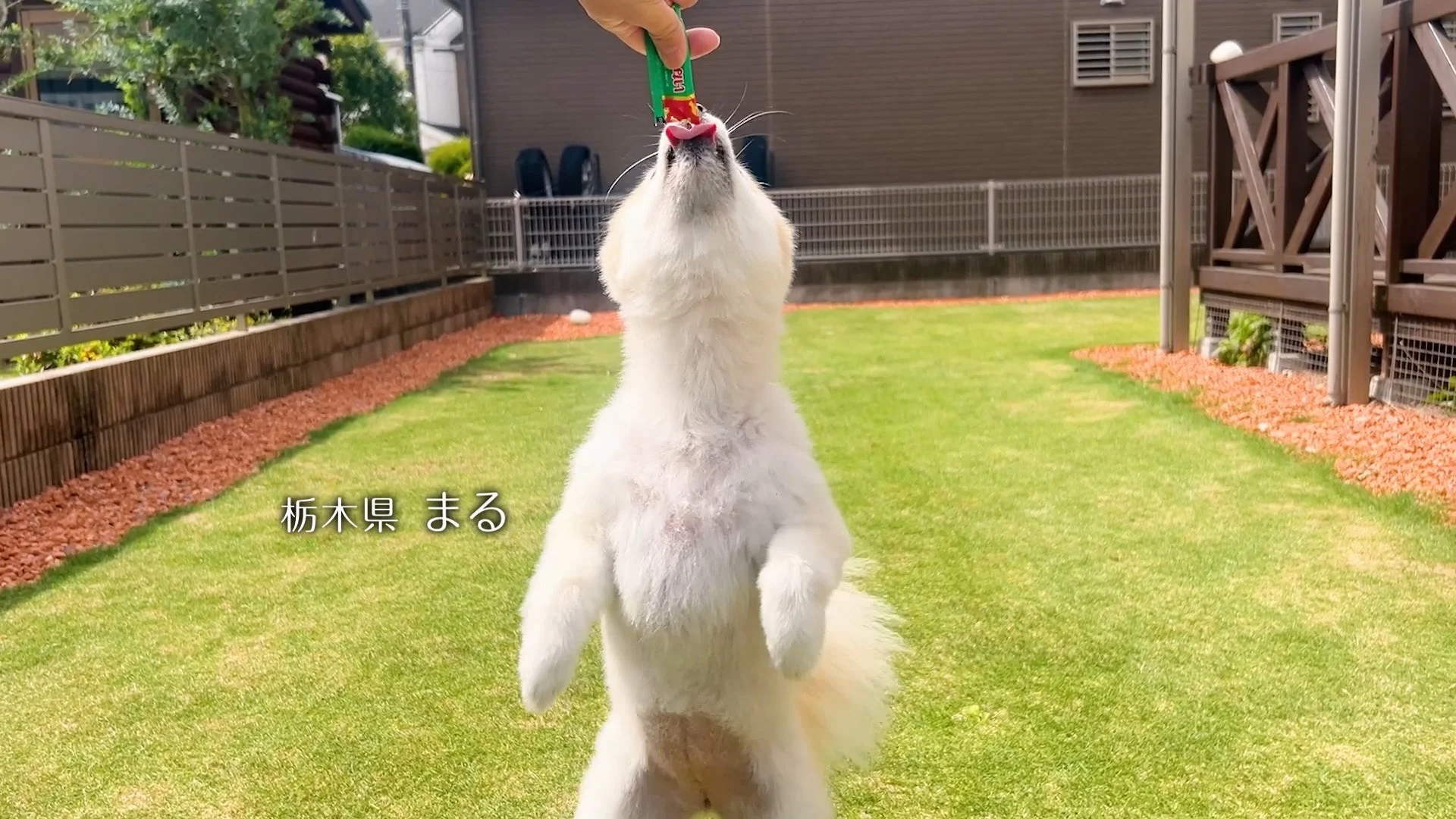 栃木県 まるちゃん