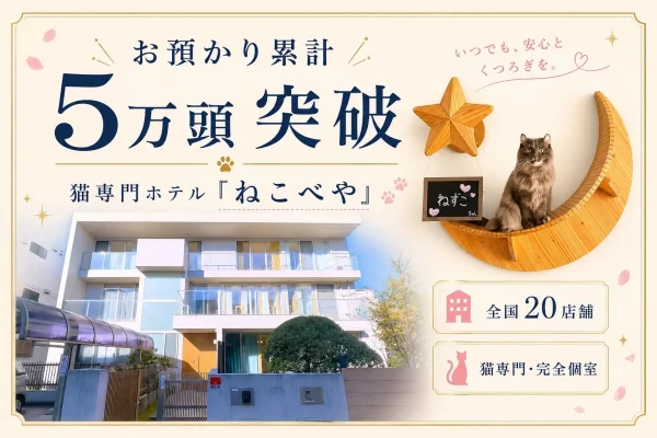 猫専門ホテル『ねこべや』、お預かり累計5万頭を突破！猫ちゃんが安心して過ごせる秘密とは？