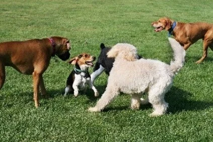 ドッグランで遊ぶ犬たち