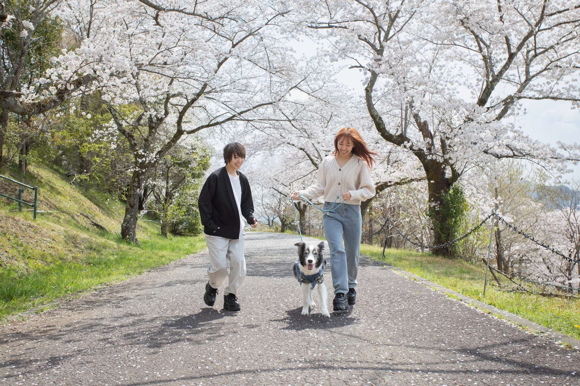 桜並木を散歩するカップルと犬