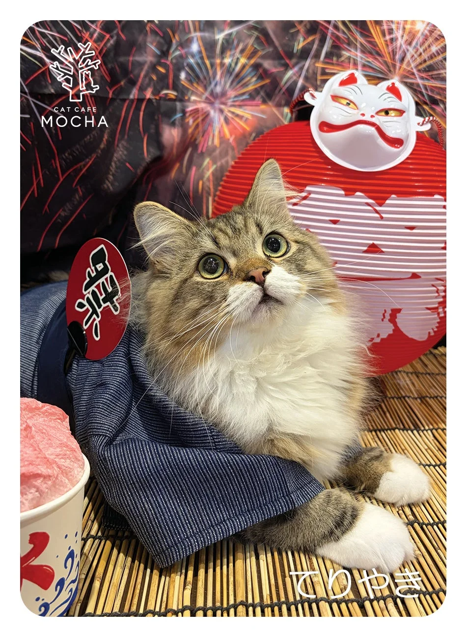浴衣風の衣装を着た猫「てりやき」
