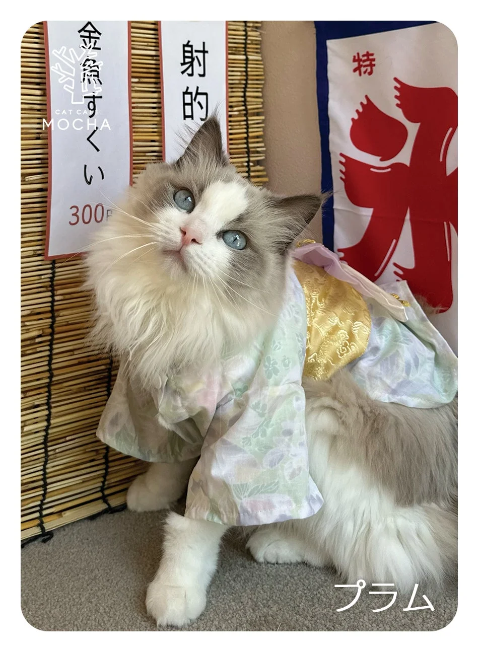 金魚すくいを楽しむラグドール猫「プラム」
